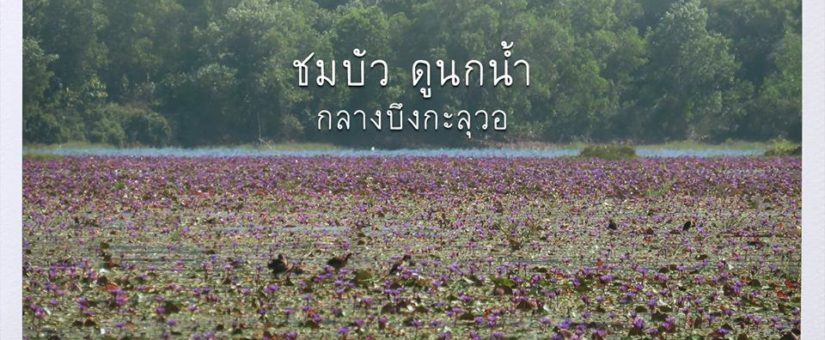 “ชมบัว ดูนกน้ำ กลางบึงกะลุวอ”